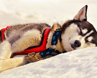 MERRY MUSHING, MIGHTY MALAMUTES!